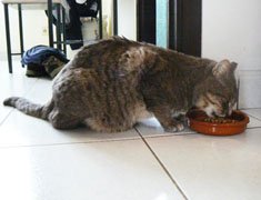 Pipi