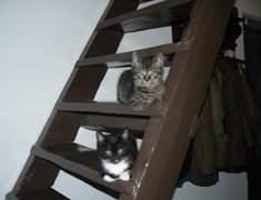 Teddy en Byoux